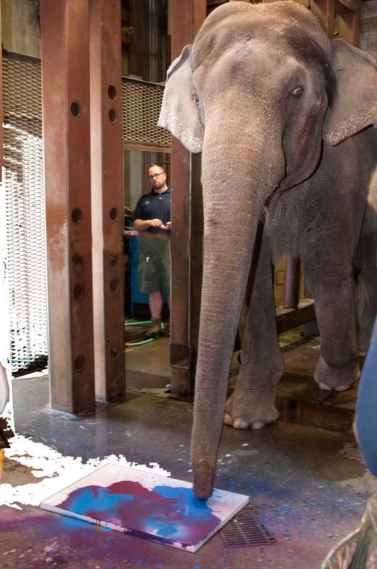 Rama painting as Senior Elephant Zookeeper Bob Lee observes. Rama enjoyed painting so much that the minute he heard the crew setting up, he was right outside the door, enthusiastically awaiting his admission to the barn.