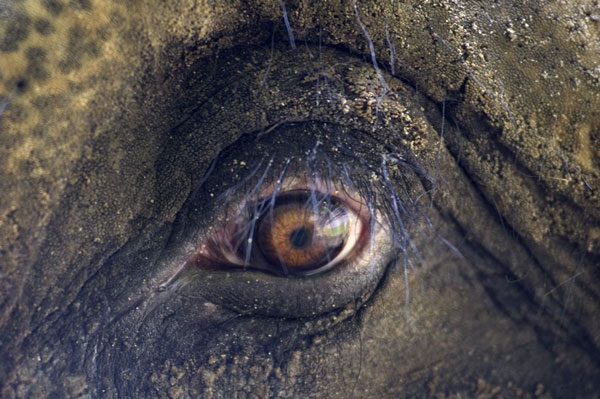 An elephant's eye view...