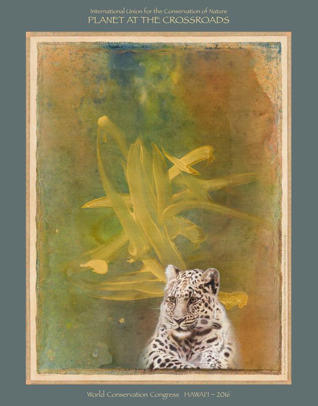 35 Alive and Wild Mercy is in Our Hands - Title inspired by Terry Tempest Williams when only 35 leopards remained. Currently, their number has grown to an encouraging 57. We celebrate every victory!